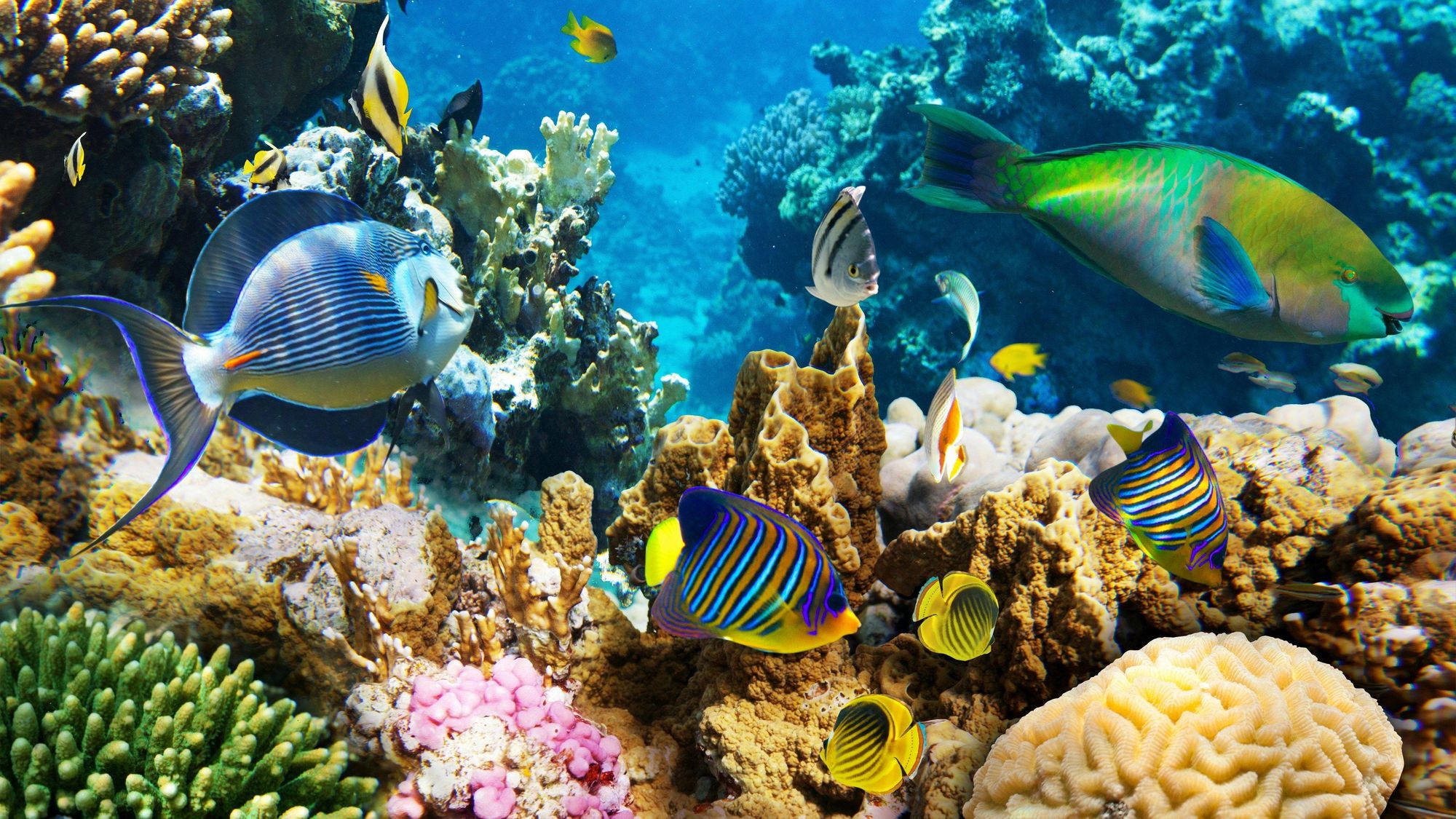 More amazing, glowing striped fish swimming in healthy coral.