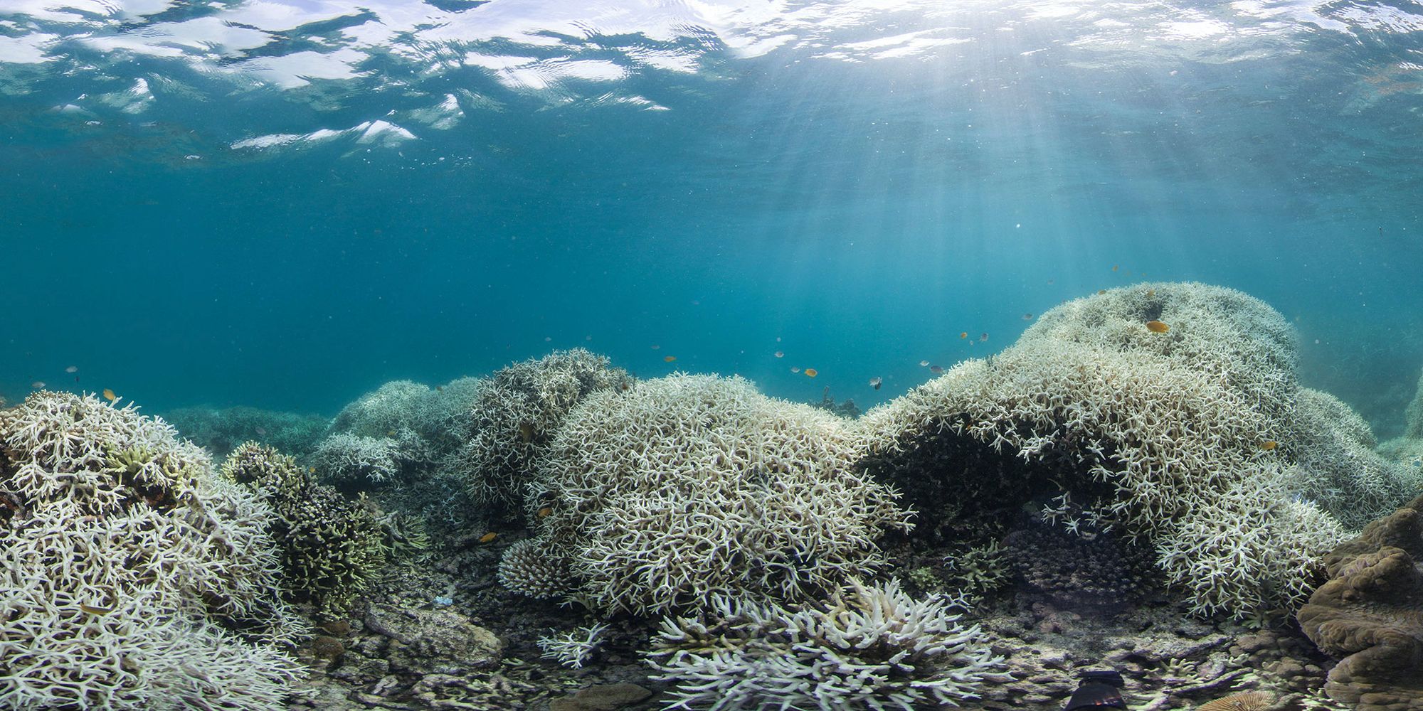 White bleached coral, dead, almost no fish life.